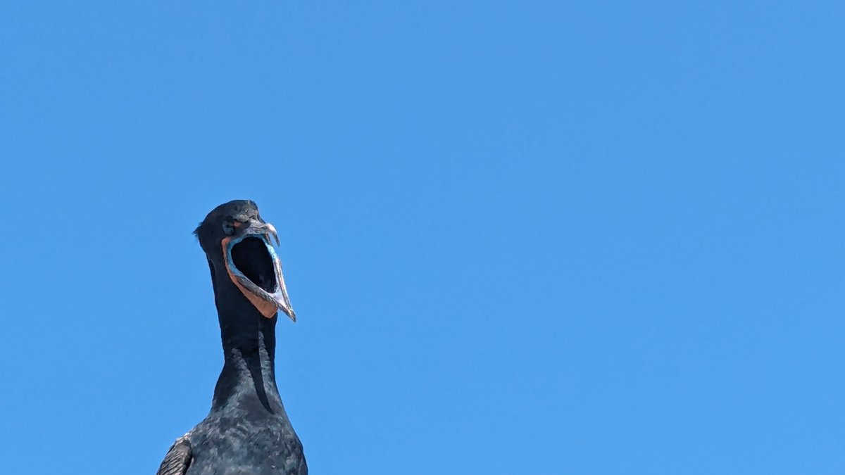 Cormorant, today at the Everglades National Park