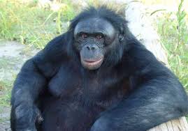 APE coin #SOLANA tweet media