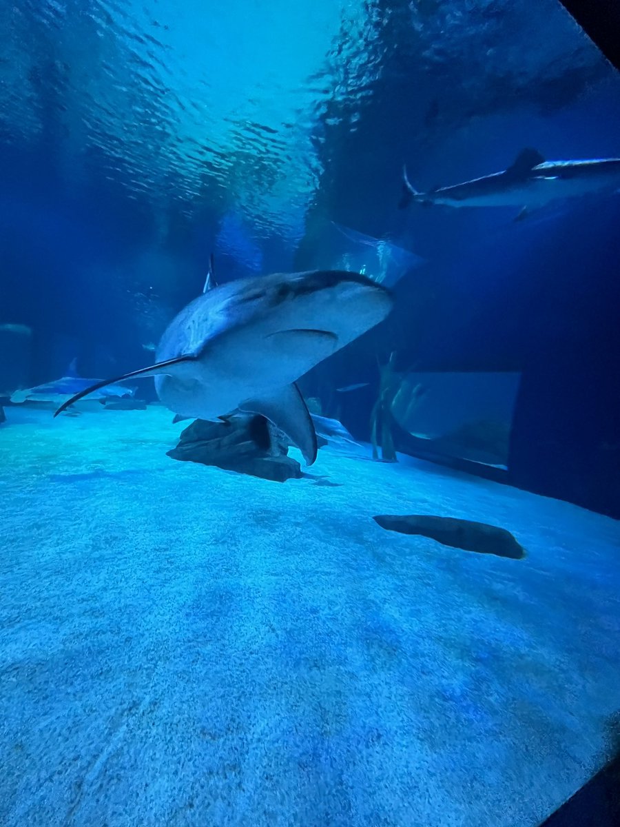 zirisdumb's tweet photo. I went to the aquarium today!! https://t.co/kPvPyMMp2v
