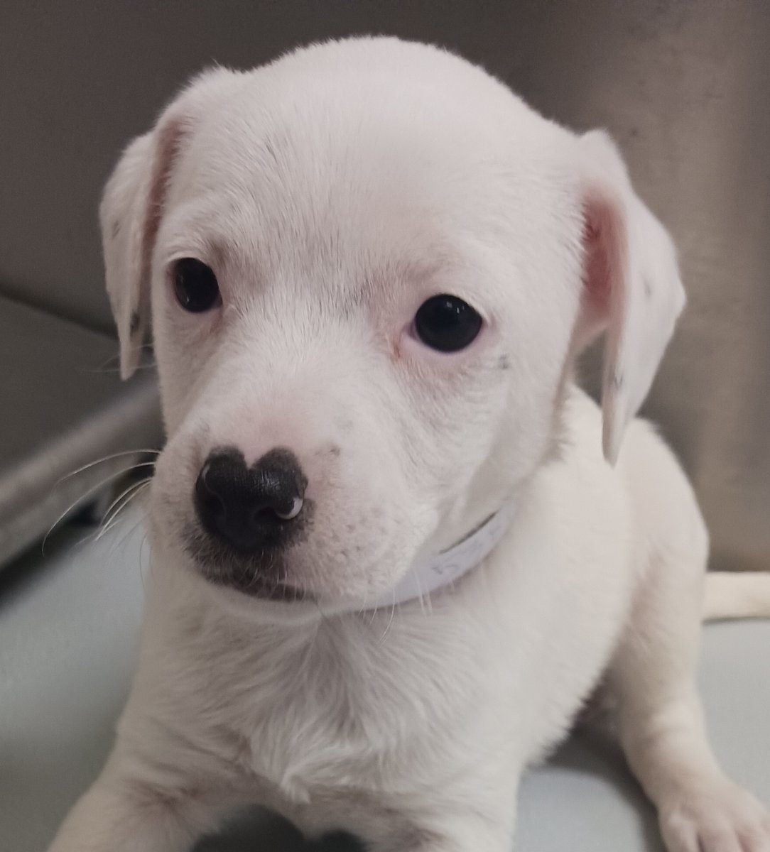 HoustonSPCA's tweet photo. We have puppies in need of temporary foster homes, and you could be their saving grace! πΆπ If you're ready to make a difference and experience the joy of fostering, sign up now at https://t.co/9GIr3Fmk7V.
#FosterAPuppy #FosterCare #FosterProgram #FosterPets #Houston #SPCA https://t.co/GKrNfnWsDH