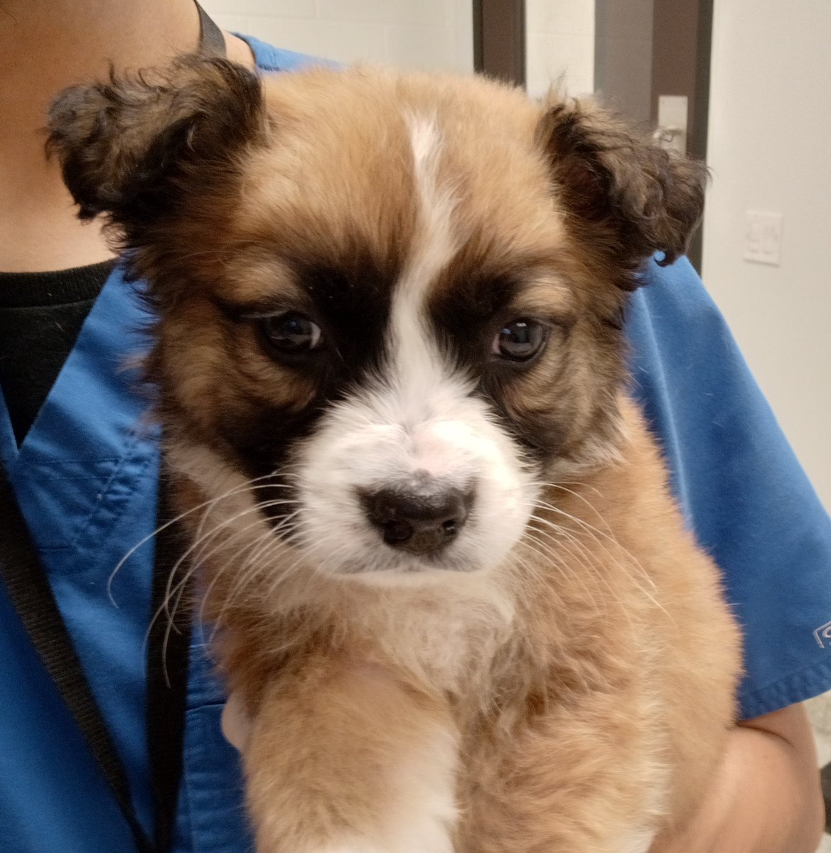 HoustonSPCA's tweet photo. We have puppies in need of temporary foster homes, and you could be their saving grace! πΆπ If you're ready to make a difference and experience the joy of fostering, sign up now at https://t.co/9GIr3Fmk7V.
#FosterAPuppy #FosterCare #FosterProgram #FosterPets #Houston #SPCA https://t.co/GKrNfnWsDH