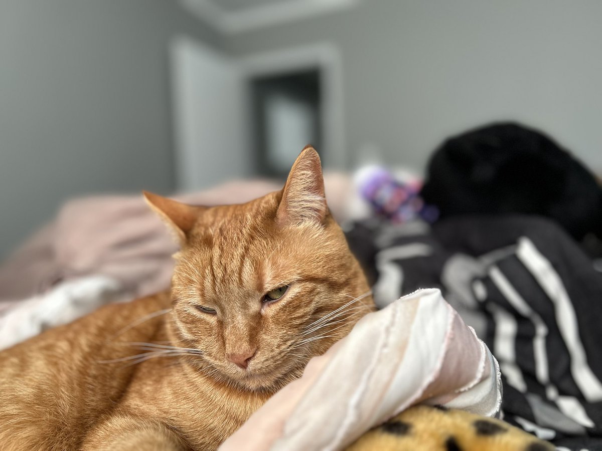 zukodacat's tweet photo. Why is he lookin at me like that https://t.co/QAsSZ6V0mE