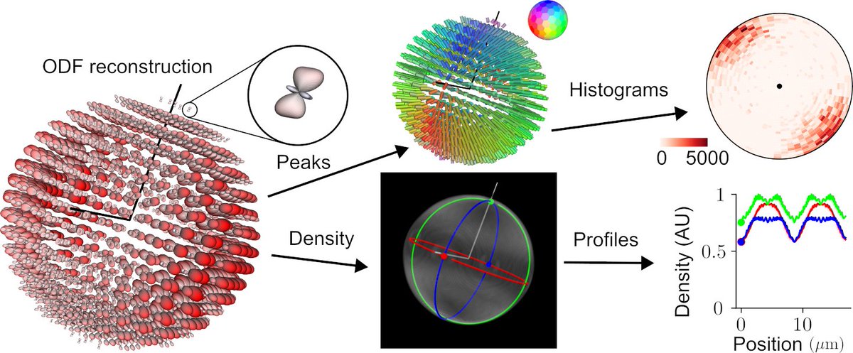 Talon Chandler tweet media