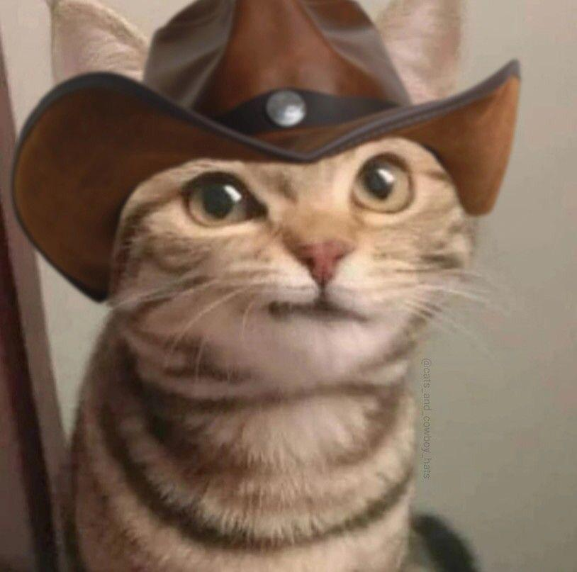 MeowdySolana's tweet photo. The cowboy hat stays on! https://t.co/xUJkstBUFg