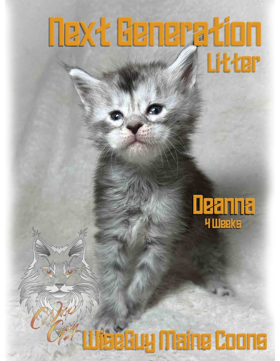 🐾Our Next Generation Maine Coon litter is now 4 weeks old! 😻✨ While some of these adorable kittens have already found their fur-ever homes, we still have five precious ones eagerly waiting to join new families! 🏡💕 

🐱💖#MaineCoonLove #NewFamilyMembersNeeded #FurEverHomes 🐾