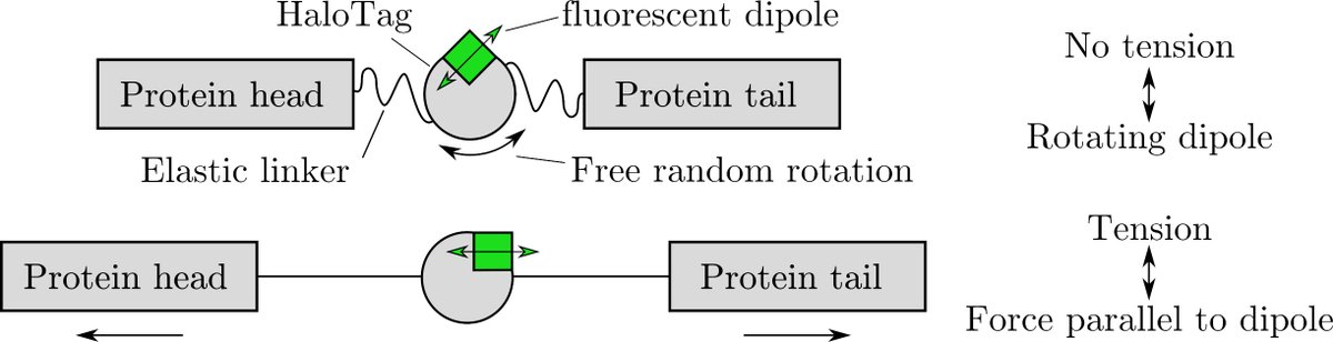 Talon Chandler tweet media
