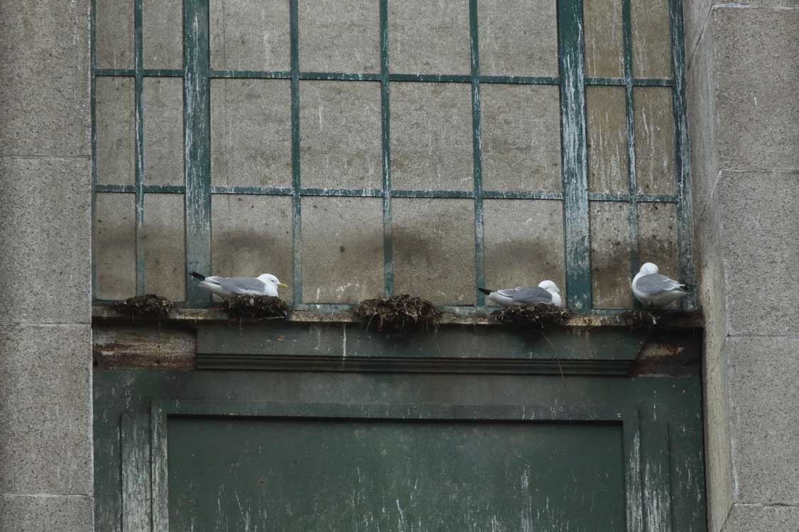 Tuesday, 12 March 2024. On the Tyne Bridge (photo today) 122+ Kittiwakes were present, with an additional 21+ close beside. They have well and truly arrived and are starting to settle in. Marvellous to see and hear them in numbers – back for a new nesting season. Welcome home!