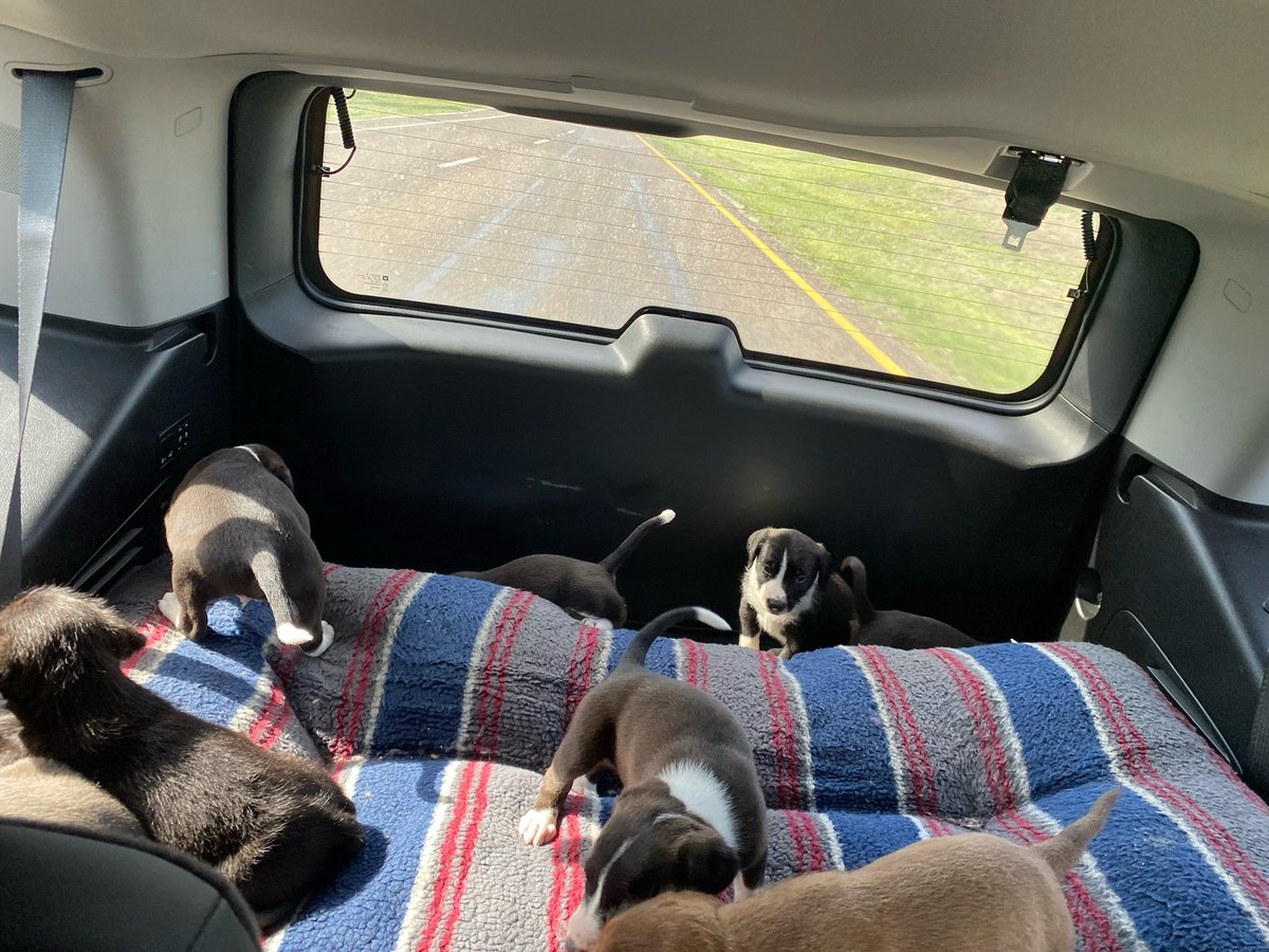 Adam Saxton @ #FabCon / #SQLCon tweet media