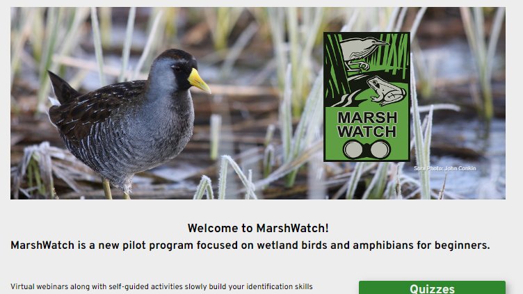 Join MarshWatch tonight and attend Bird ID Session 7 birdscanada.org/bird-science/m…