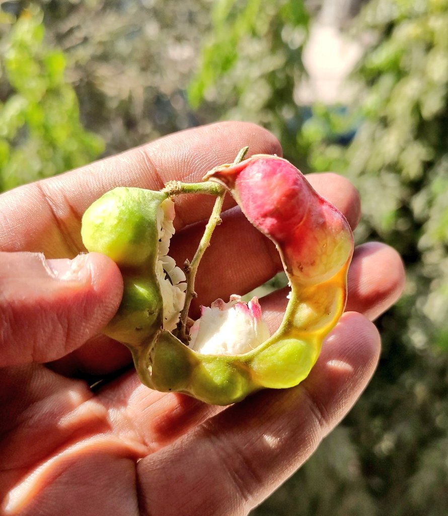 3d_india's tweet photo. Fruiting currently at our place in Mumbai.
What do you call this in your area?
#50trees #Mumbai #fruitsofMumbai @seasonwatch_in https://t.co/RzelU7kpxj
