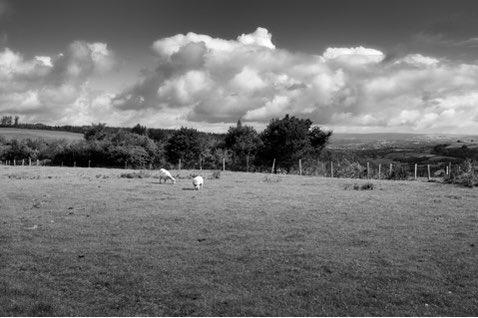 Welsh mountain sheep #wanderlustwales
#visitwales
#thisismywales
#nikonphotography
#blackandwhitephotography
#photography
#findyourepic
#Welshphotography

Visit delweddauimages.co.uk