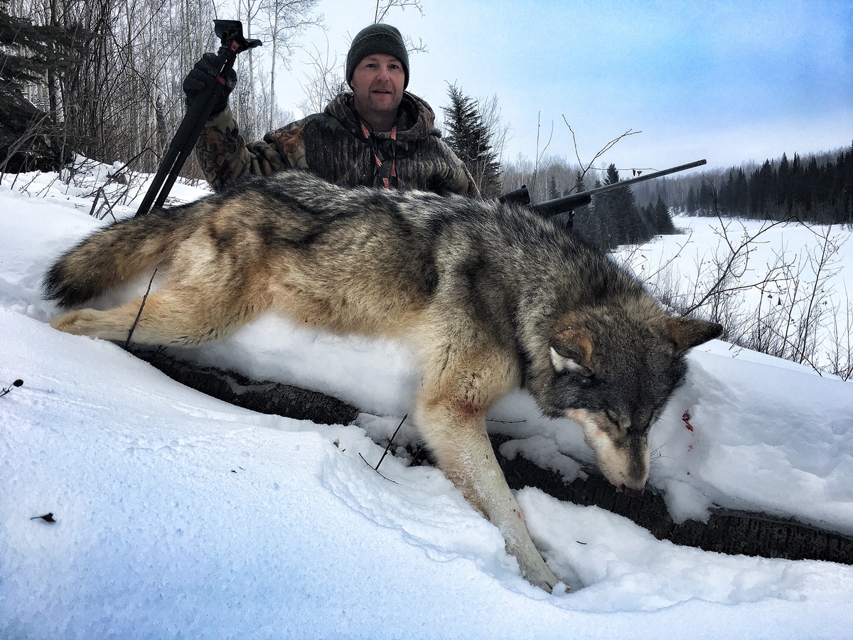 SaachiShah44615's tweet photo. "It is unfortunate to read in daily news articles that 9 gray wolves were killed in just the last 3 months of 2023, the majority of which were due to illegal hunting by humans". This number is so recent, it is a shame to humanity #39canimals https://t.co/yn226XfRl7