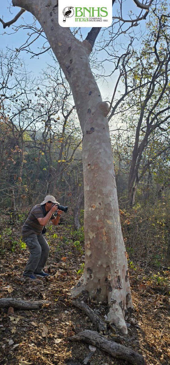 BNHS's Nature-Culture walk rocked! 25 intrepid explorers, led by Naturalists Shardul, Gaurang, and Pranav, got a wild start with Sambar and Langur alarm calls. They uncovered nature's secrets, from termite mound dramas to toothy leopard scat! Then, Archaeologists Resha and…