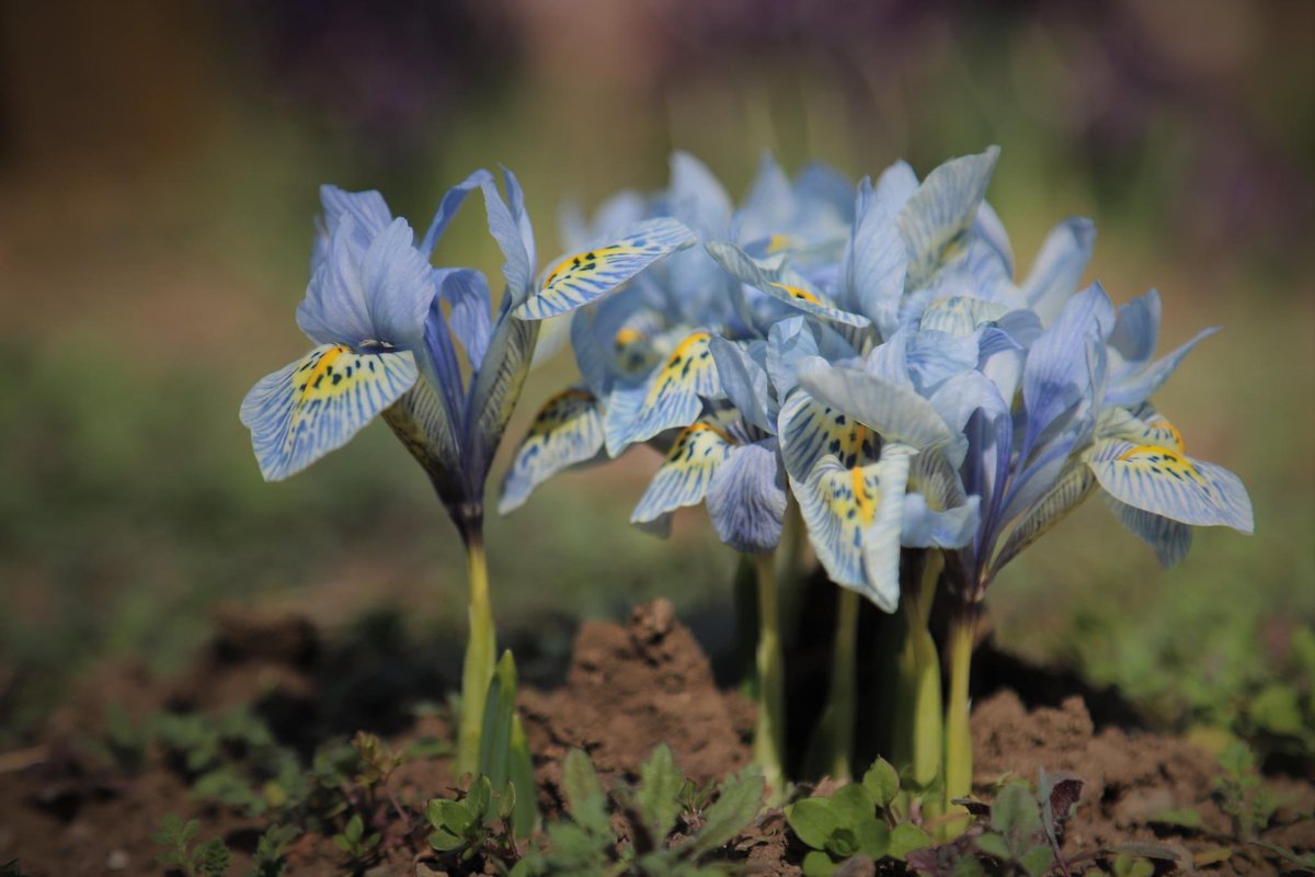 Iris „Katharine Hodgkin“ ჯუჯა ზამბახი 🌱 #botanical #garden #plants #Tbilisi #spring