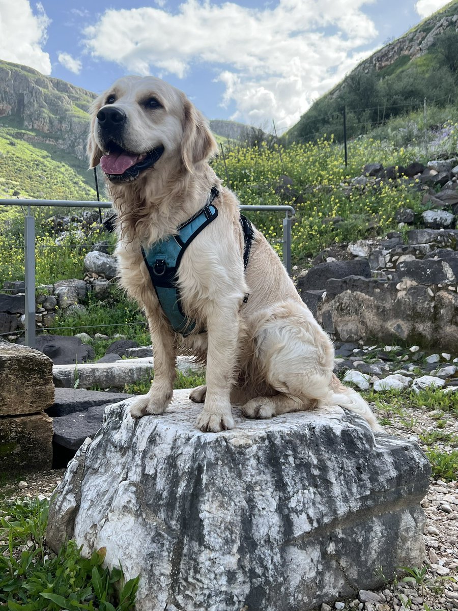 What do we have here? Roman statue? Greek god? NOPE, Golden Goodness! Happy Wednesday everyone! 🐾💙Finn #WontLookWednesday #DogsOfTwitter #goldenretriever