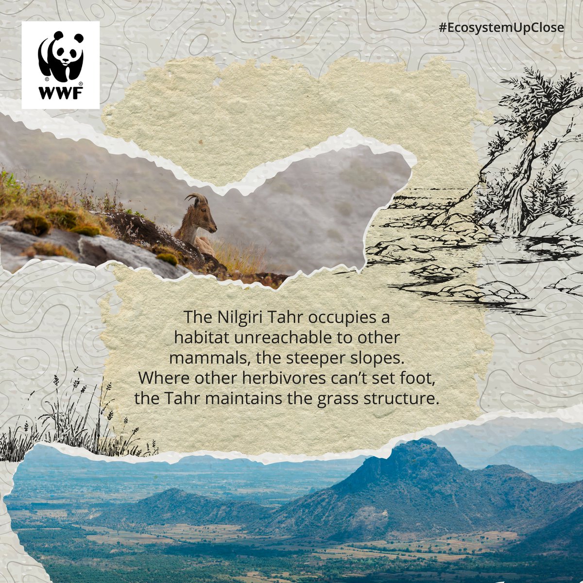 The #NilgiriTahr treads a knife's edge, walking on vertical slopes with ease. Unsurprisingly, these natural-born mountaineers are crucial in maintaining the ecological balance in the #NilgiriHills. The conservation of this endangered mountain ungulate is a priority for #WWFIndia.