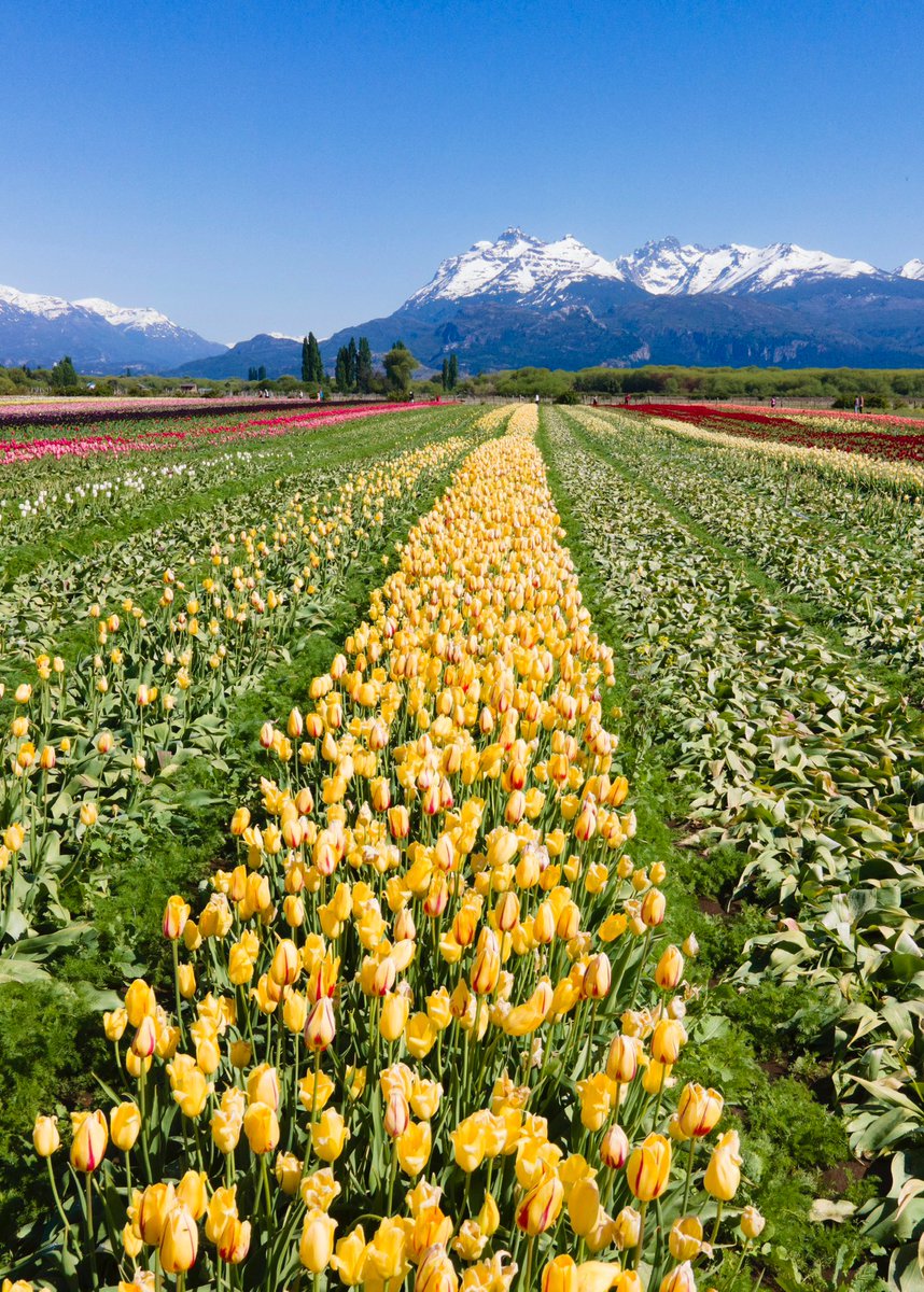 Guido Rodriguez tweet media