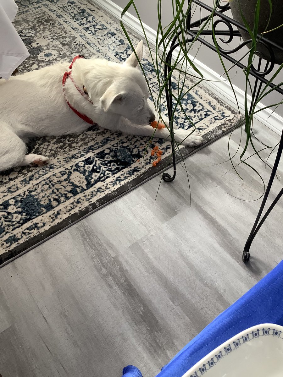 Hi frens is me 😇Tika frum da 🌈 bridge. M&amp;d bin big sad wifout me so me very happy to see they has rescued this wild &amp; crazy lil girl Diva. Her a stray from Bakersfield Ca &amp; ended pup in a kill shelter there😢. Then a ✈️ to Calgary to nother shelter, 2 foster homes then to m&amp;d💖
