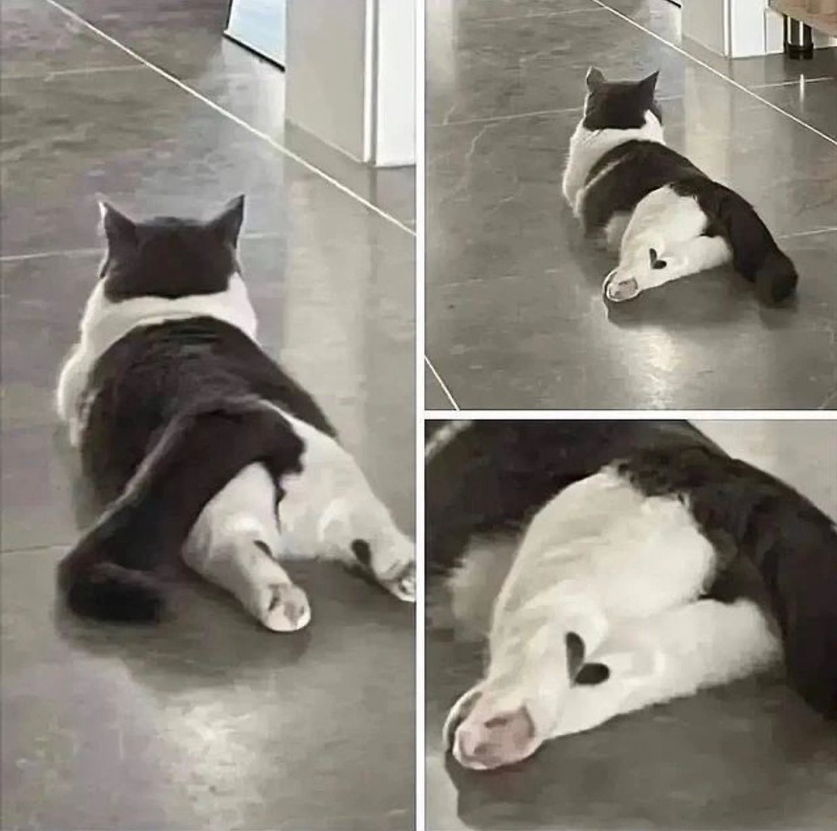 Punch Cat (@punchingcat) on Twitter photo 