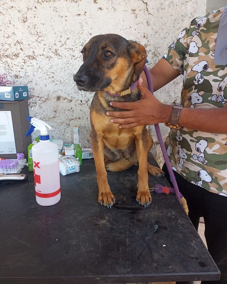 xonewish's tweet photo. Ya que Panamericanos es tendencia por lo de Lima 2027, les recuerdo que hay perritos que viven en la villa panamericana que aún buscan hogar! por favor difundir urgente sus redes: https://t.co/sm8qEhq7gq https://t.co/Y1ZFTxvbFJ
Contacto :946550194 https://t.co/oOqVyC6yOH