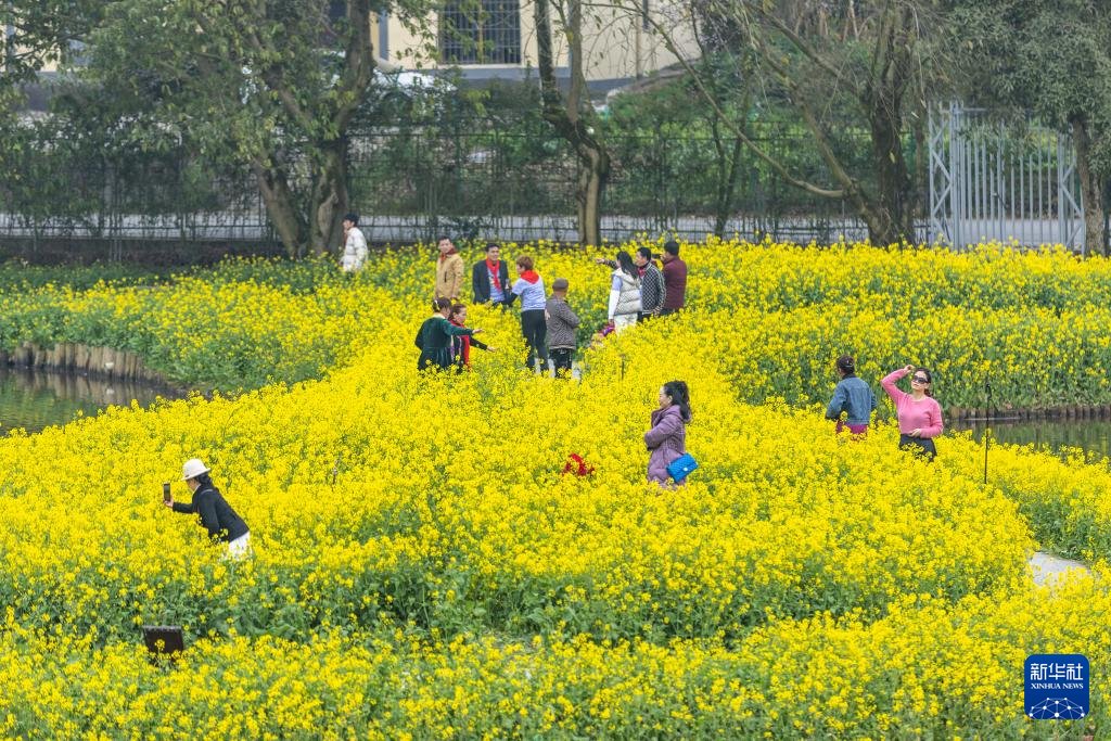 iChongqing_CIMC's tweet image. Over 300 acres of Rape Flowers bloom to welcome spring in Chongqing's Banan District, drawing tourists for a splendid view. 🌼🌱 
Source: Xinhua News

#SpringBloom #Chongqing #FlowerTourism #Travel