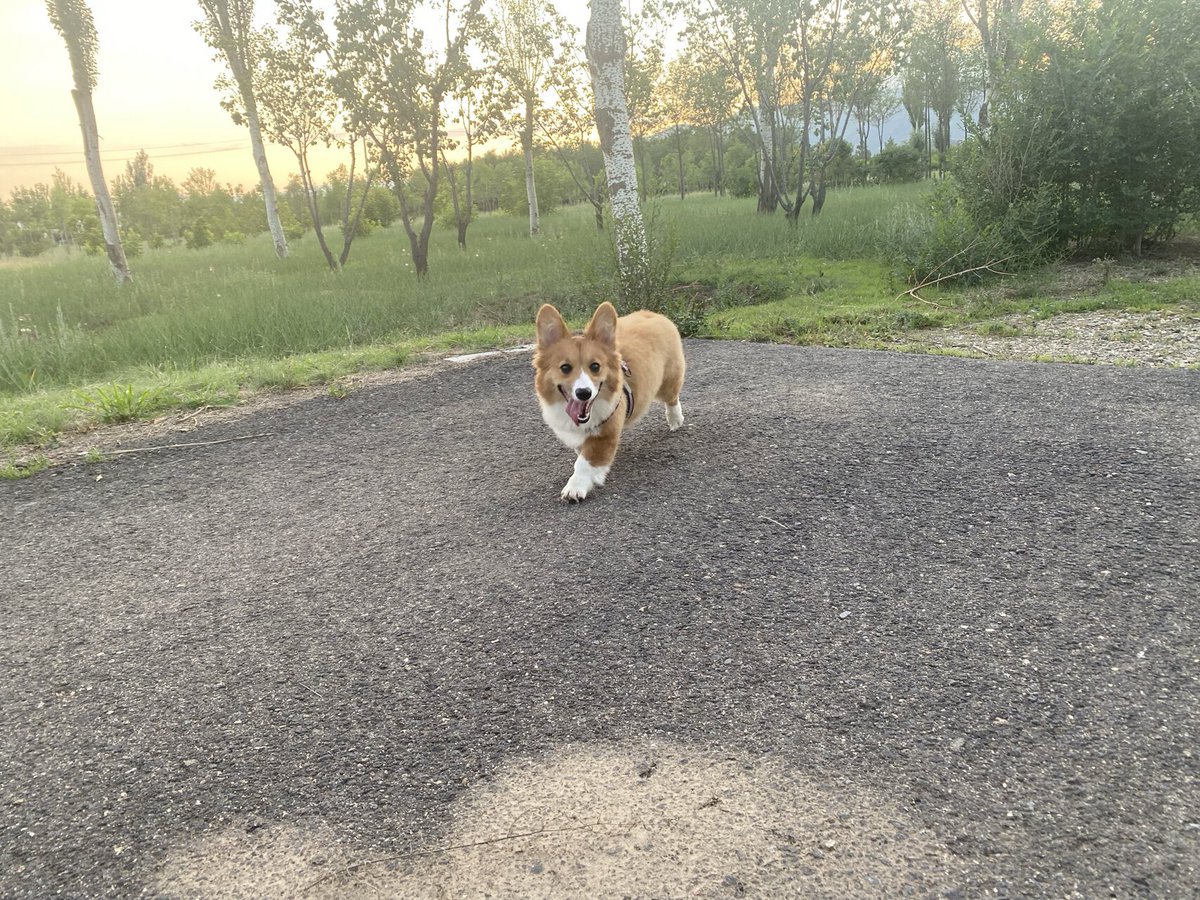 JShetler's tweet photo. 犬の散歩の良い所です🤭 https://t.co/tme1oR1TUQ