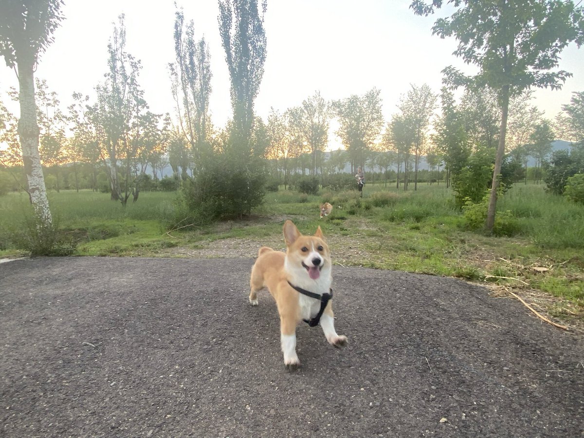 JShetler's tweet photo. 犬の散歩の良い所です🤭 https://t.co/tme1oR1TUQ