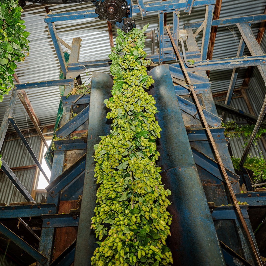 HopProductsAus's tweet image. Now harvesting Topaz™! Created by HPA's hop breeding program in 1985 through a cross-pollination of high alpha Australian and Wye College hops, Topaz™ was commercialised in 1997. It's a sunny ray of sweet-sour lychee and tropical fruit.
 #aussiehops #aussiehopharvest