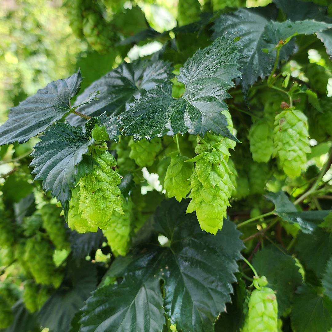 HopProductsAus's tweet image. Now harvesting Topaz™! Created by HPA's hop breeding program in 1985 through a cross-pollination of high alpha Australian and Wye College hops, Topaz™ was commercialised in 1997. It's a sunny ray of sweet-sour lychee and tropical fruit.
 #aussiehops #aussiehopharvest
