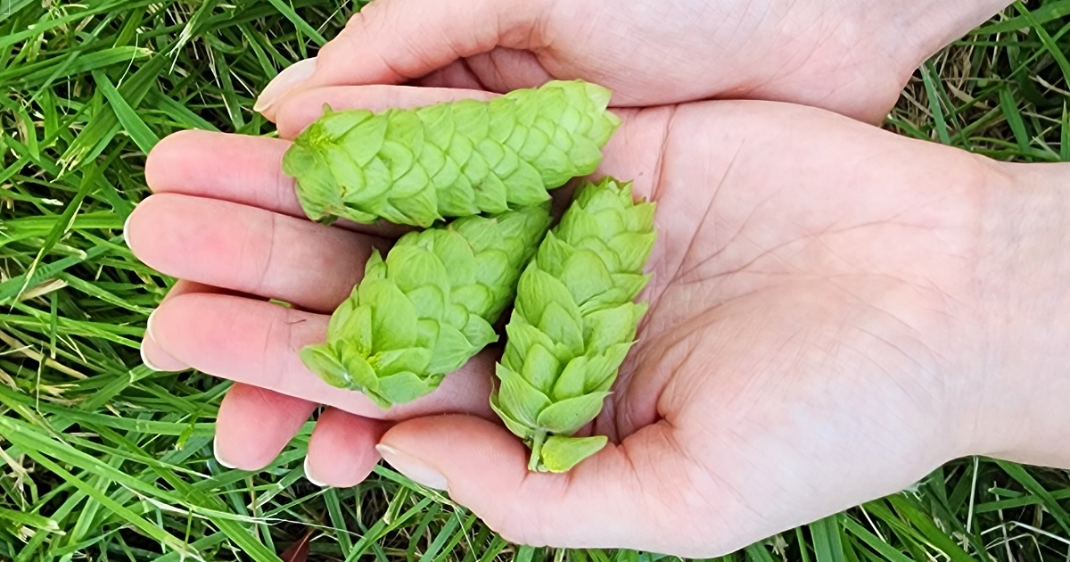 HopProductsAus's tweet image. Now harvesting Topaz™! Created by HPA's hop breeding program in 1985 through a cross-pollination of high alpha Australian and Wye College hops, Topaz™ was commercialised in 1997. It's a sunny ray of sweet-sour lychee and tropical fruit.
 #aussiehops #aussiehopharvest