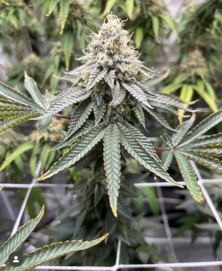 Suite Leaf Nutrients tweet media