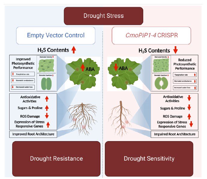 hamzakashmeri's tweet photo. Finally, the last paper from my PhD is online now. The paper can be freely accessible for 50 days through this link.
https://t.co/CPWeteKA0n
#abioticstress #Drough #Climatechange https://t.co/td1EBpCBv6