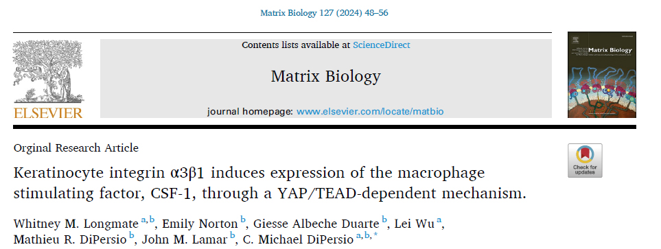 Check out our recent paper with the DiPersio Lab showing that integrin alpha3beta1-YAP-TEAD signaling promotes keratinocyte crosstalk to macrophages during cutaneous wound healing.  
DOI: 10.1016/j.matbio.2024.02.003