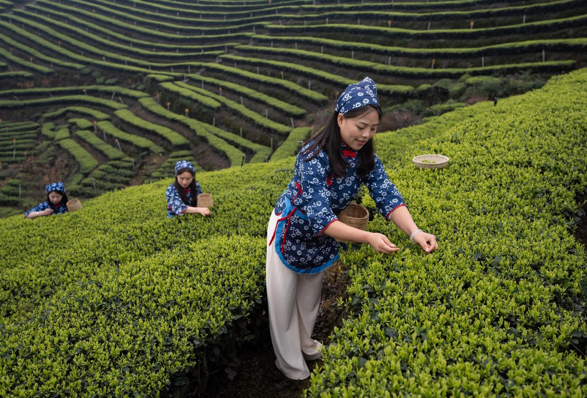XisMoments's tweet photo. Experience the essence of spring with a visit to the sprawling tea gardens of Naixi district in Luzhou, Sichuan province, where early-spring tea plucking awaits! #Ruralrevitalization #ChinaCanvas https://t.co/fddDuMGe5T
