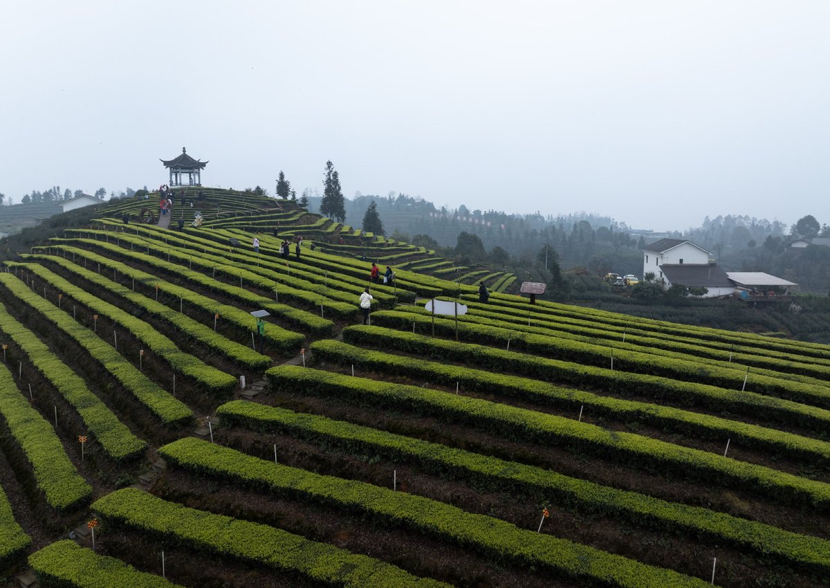 XisMoments's tweet photo. Experience the essence of spring with a visit to the sprawling tea gardens of Naixi district in Luzhou, Sichuan province, where early-spring tea plucking awaits! #Ruralrevitalization #ChinaCanvas https://t.co/fddDuMGe5T