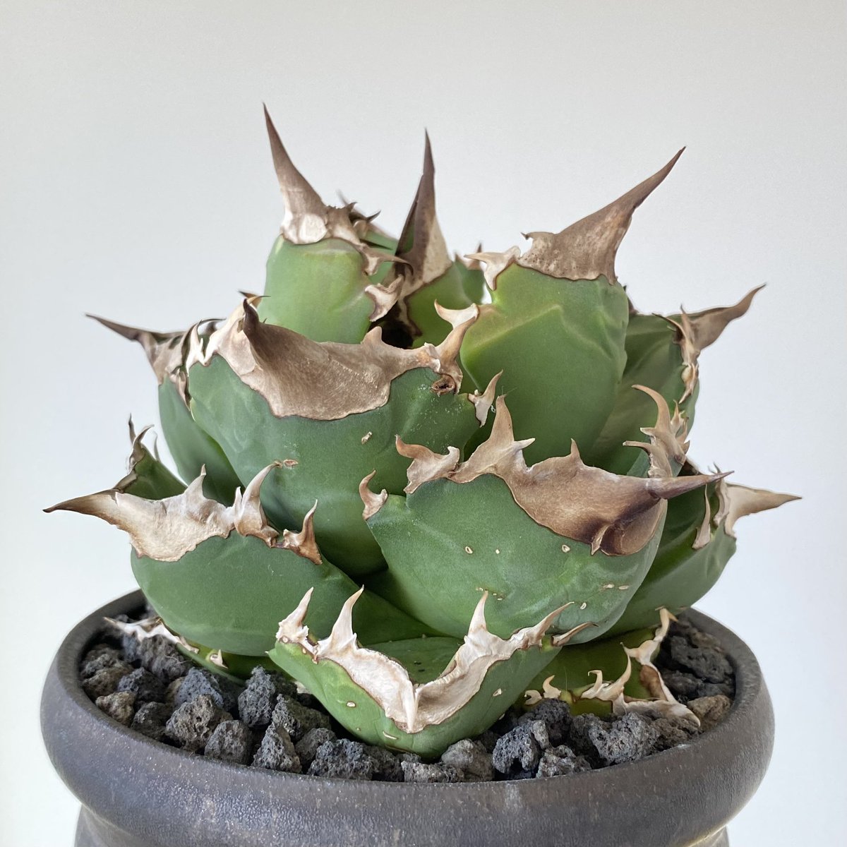 plants_y's tweet image. ホワイトニングしたい🦷
もしくは修正液…🫢
#アガベ #Whitefire