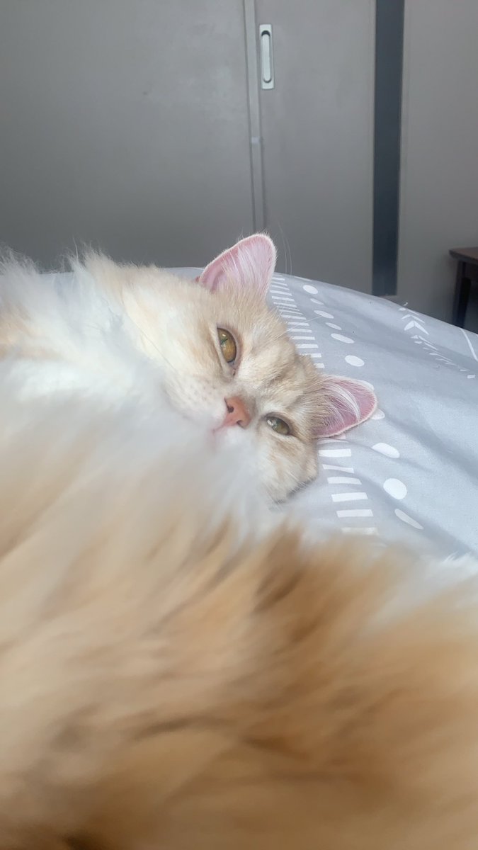 ぱっち「お膝の上でスヤスヤれし。」