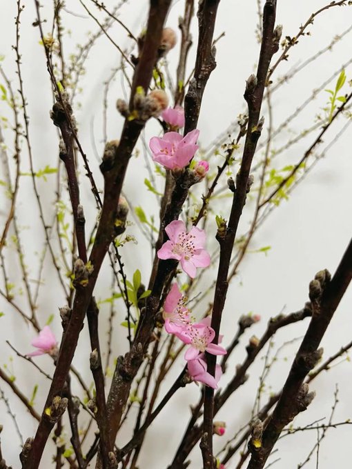 zxd100086's tweet photo. 大自然的纪录片 🌿✍️ #春日里的中国
#springChina https://t.co/iH7Zc7abuJ