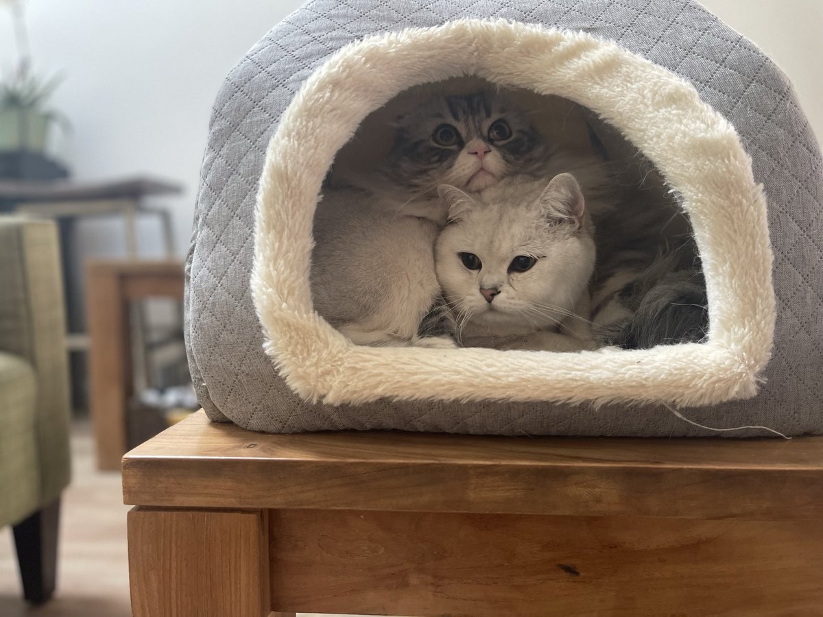 fitty200's tweet image. So cozy~