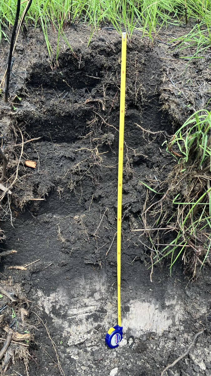 JaanParn's tweet photo. Peatland savannahs have received no attention although they can contain more carbon per ha than forest palms. @peatlandn2o core team @KaidoSoosaar @MikkEspenberg  in collaboration with @umngcg and @wcs_congo examining savannah peatlands around Epena, Congo.
#PeatTwitter https://t.co/OQ1tbOdmxa