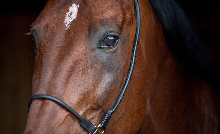 Wound Heals with Homeopathy.
A 4-year-old trotter gelding was treated with homeopathy following surgery for delayed wound healing and antimicrobial-resistant bacteria. Recovery followed. 
homeopathyplus.com/case-report-im…
#wounds #surgery