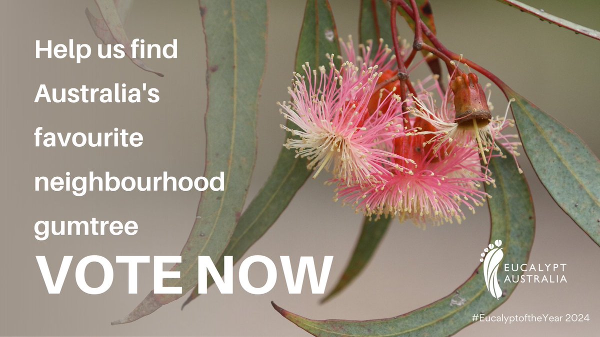 EucalyptAus's tweet photo. Help us find Australia's favourite neighbourhood gumtree in time for #NationalEucalyptDay!

There is just one week left to vote in the 7th annual #EucalyptoftheYear!

It takes less than a minute to pick your favourite! Vote now: https://t.co/V0KI5Wm0Ha
#LoveAGum #LoveAGum_urban https://t.co/7neEOJS6GR