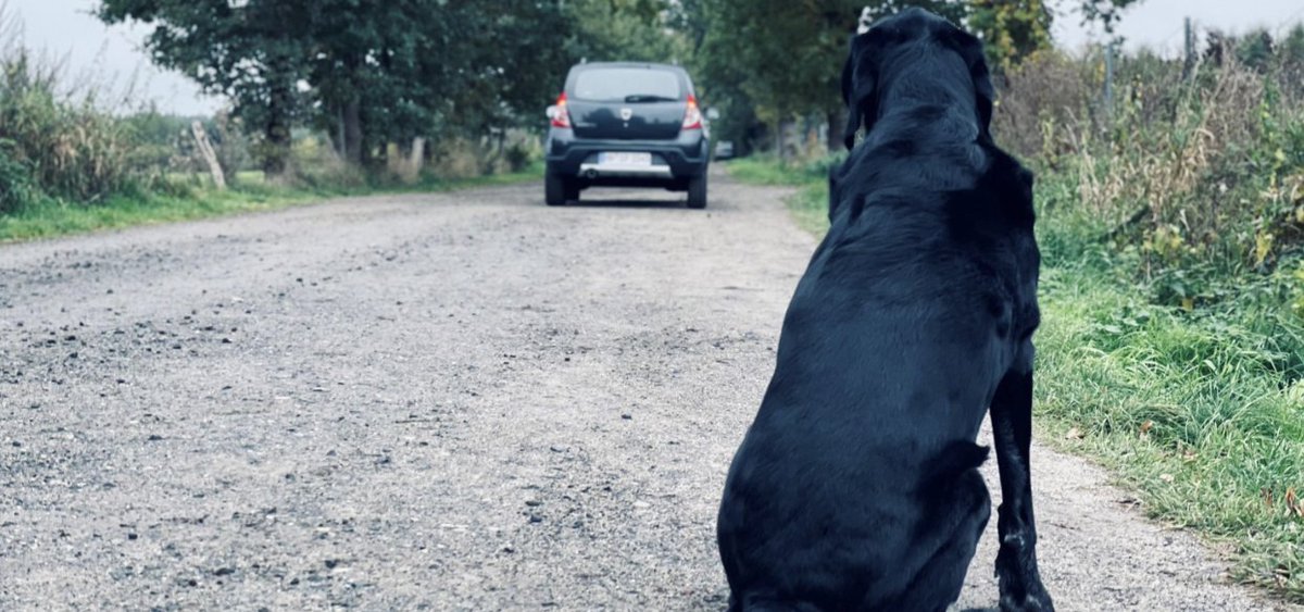 TMorganS2024's tweet photo. Did you know the seconding leading cause of animal shelter overcrowding is owners that abandon their pet? How would you feel getting left with no explanation or reasoning? #39canimals #youcommittocare https://t.co/sRmK9vhKi4