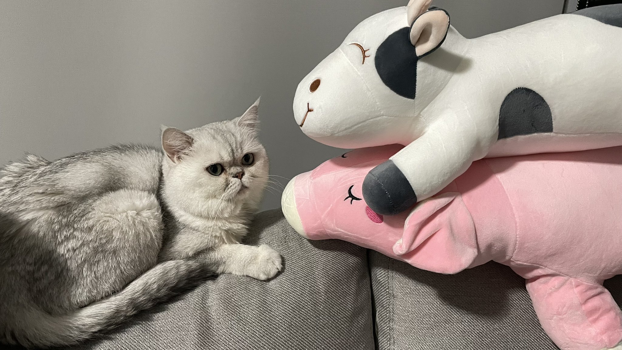 ボジュラブ 小動物の外科 【公式通販】