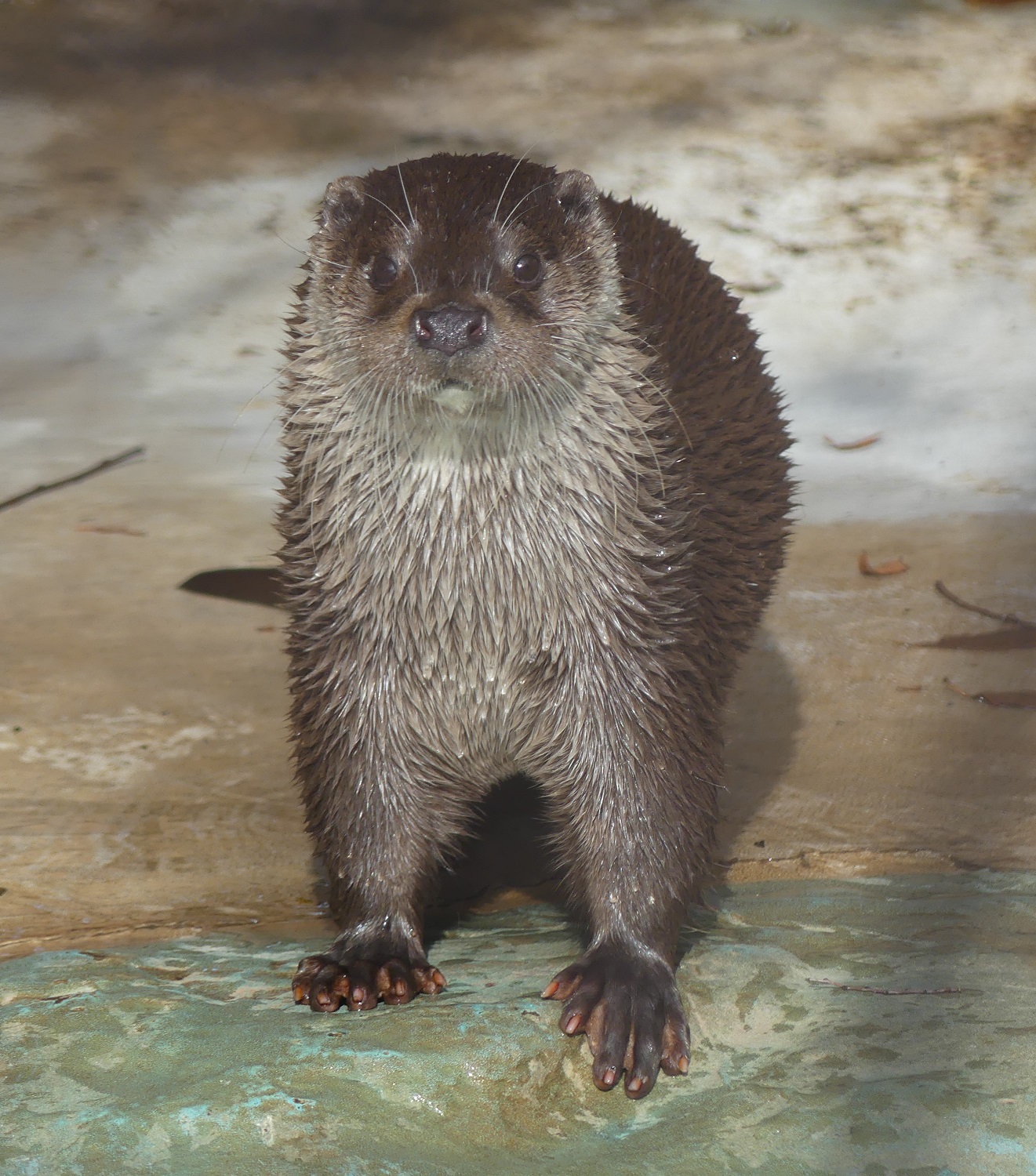上野動物園［公式］ on X: 