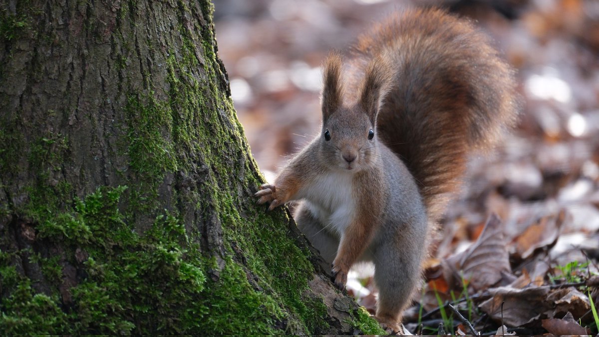 Good morning 🫖🍵🌞 Have a very beautiful day🥰🌳🐿️🍂