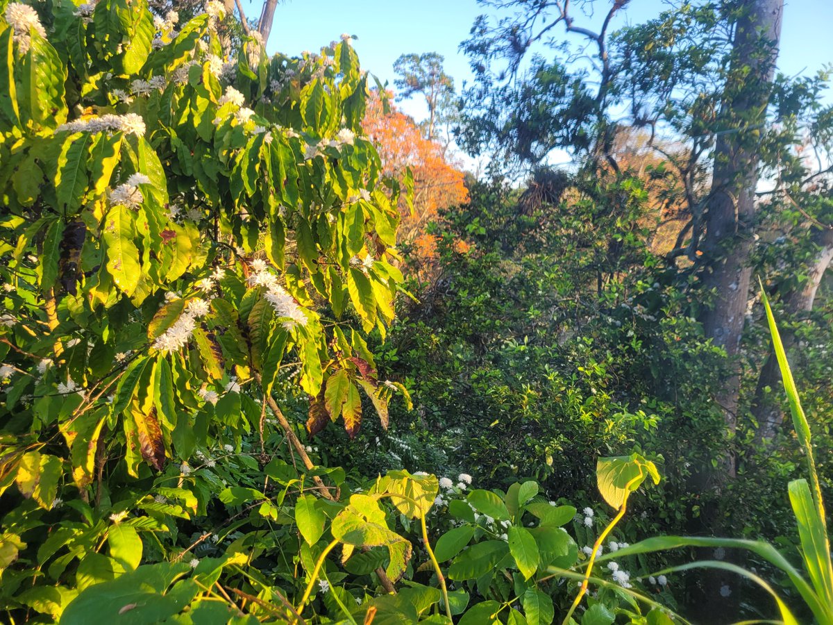 zhadiko's tweet photo. Los cafetales guantanameros se visten de rojo y blanco. Mount Rouge, El Salvador. https://t.co/lJ5NJaJXlG