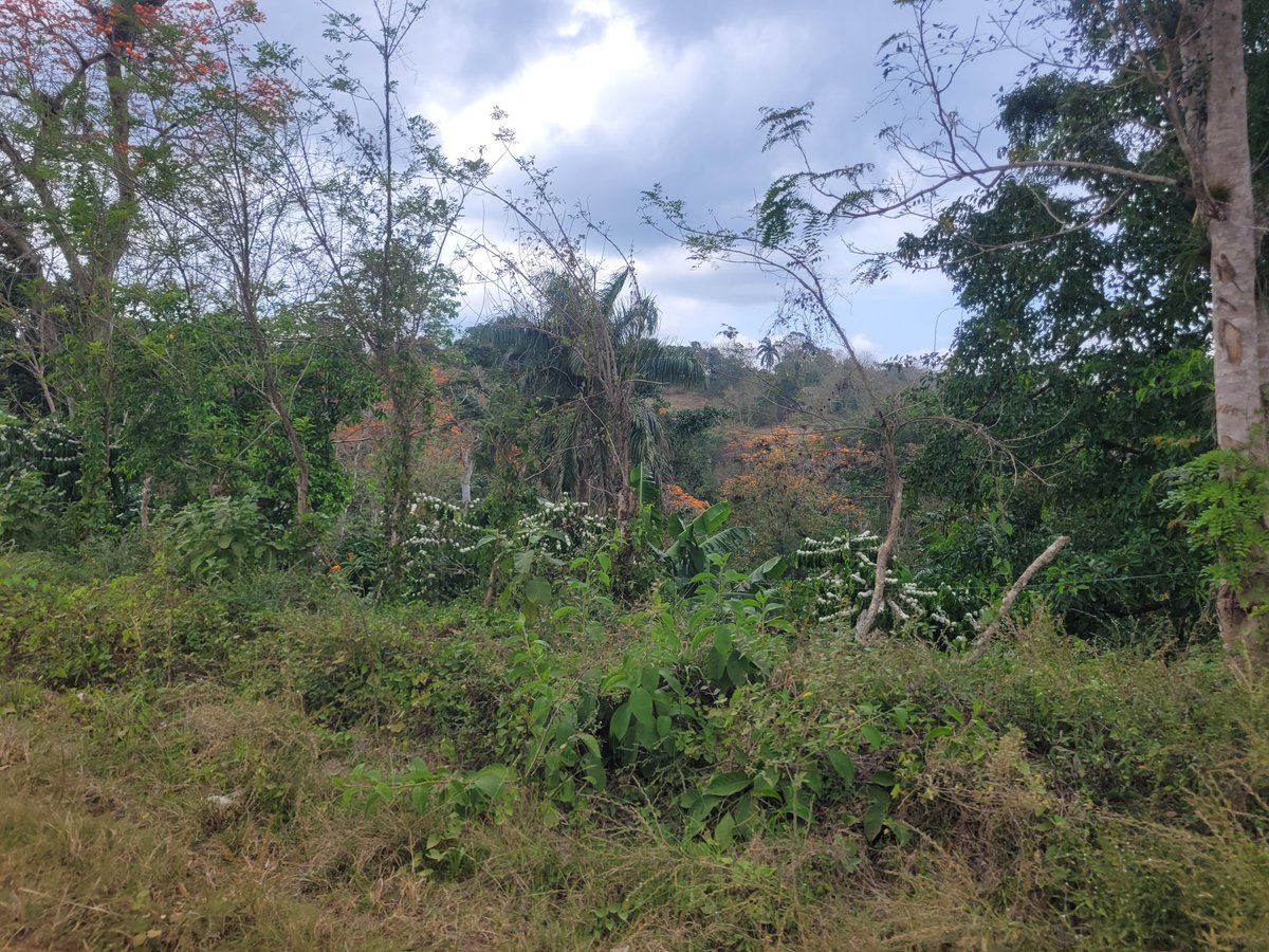 zhadiko's tweet photo. Los cafetales guantanameros se visten de rojo y blanco. Mount Rouge, El Salvador. https://t.co/lJ5NJaJXlG