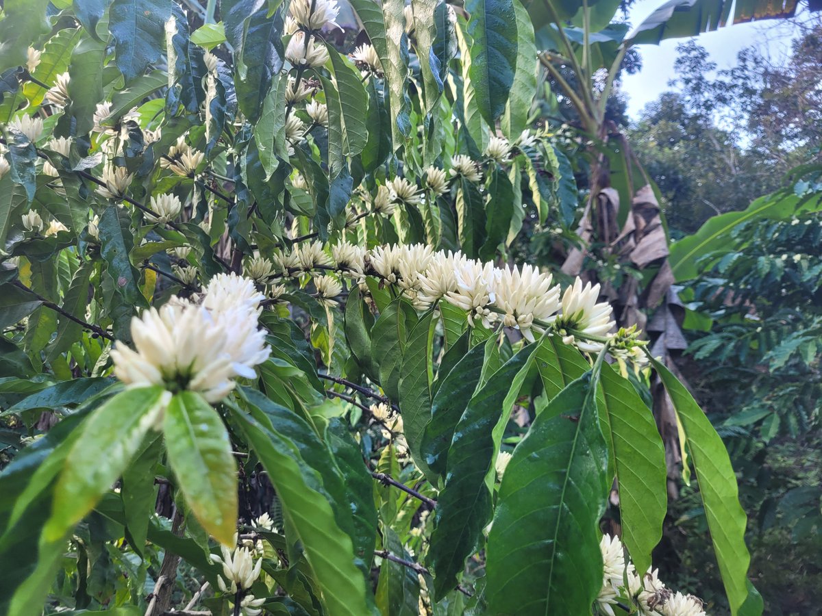 zhadiko's tweet photo. Los cafetales guantanameros se visten de rojo y blanco. Mount Rouge, El Salvador. https://t.co/lJ5NJaJXlG