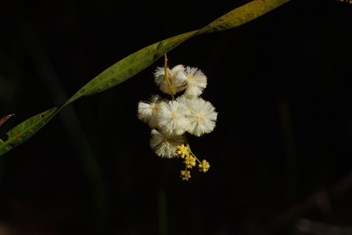 #Acacia willdenowiana #Fabaceae! Grass wattle, flowers off the flattened stems! Widespread often growing amongst other vegetation (📸- July 2019)